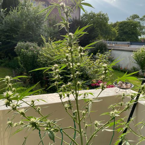 Late Outdoor season 25 - turned inside :D 1 AK48#2 auto  growlog timeline photo