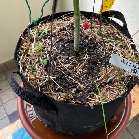 Late Outdoor season 25 - turned inside :D 1 AK48#2 auto  growlog timeline photo