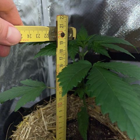 Girl Scout Cookies Fem by KilliczGe growlog timeline photo