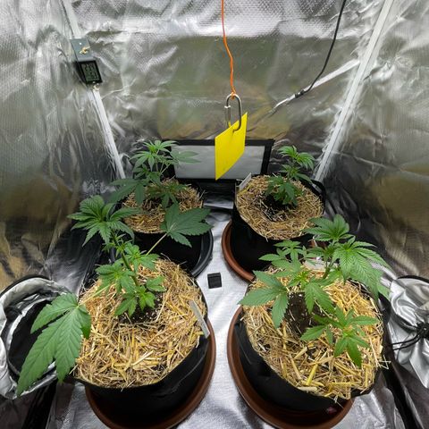 Girl Scout Cookies Fem by KilliczGe growlog timeline photo