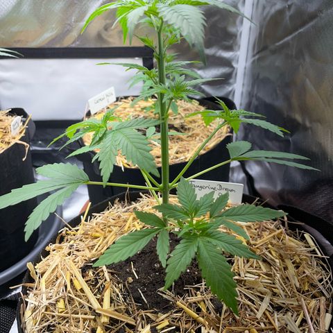 Tangerine Dream Fem by KilliczGe growlog timeline photo