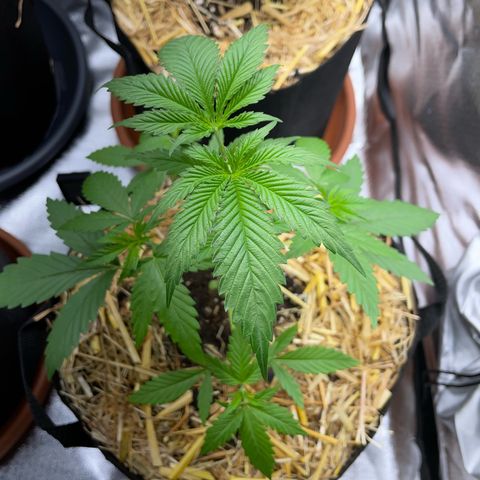 Tangerine Dream Fem by KilliczGe growlog timeline photo
