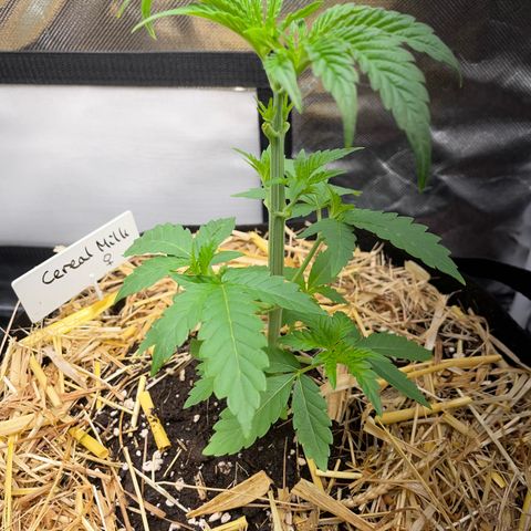 Cereal Milk Fem by KilliczGe growlog timeline photo