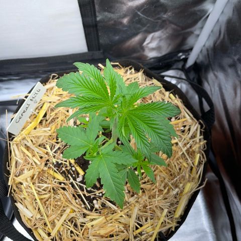 Cereal Milk Fem by KilliczGe growlog timeline photo
