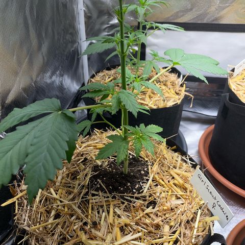 Girl Scout Cookies Fem by KilliczGe growlog timeline photo