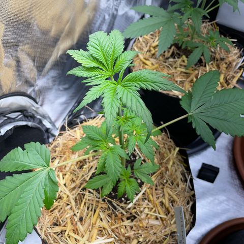 Girl Scout Cookies Fem by KilliczGe growlog timeline photo