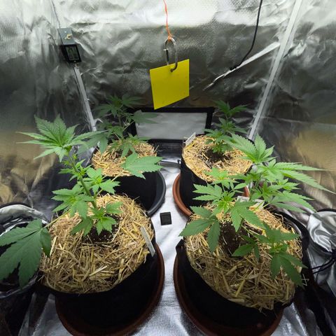 Girl Scout Cookies Fem by KilliczGe growlog timeline photo