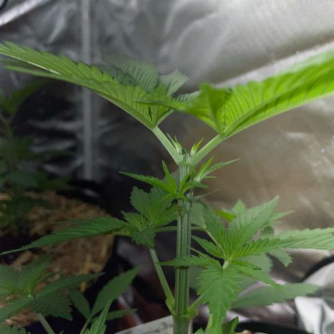 Tangerine Dream Fem by KilliczGe growlog timeline photo