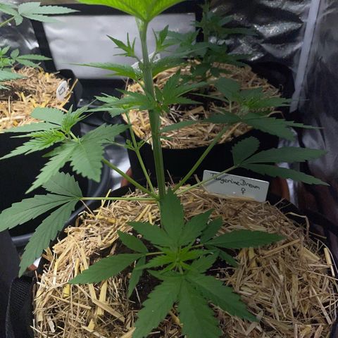 Tangerine Dream Fem by KilliczGe growlog timeline photo