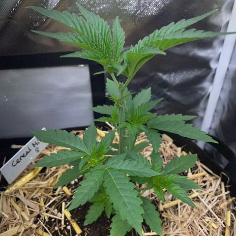Cereal Milk Fem by KilliczGe growlog timeline photo