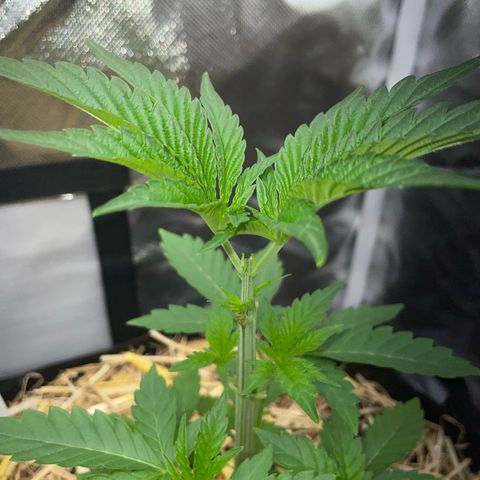Cereal Milk Fem by KilliczGe growlog timeline photo