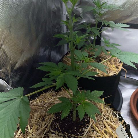 Girl Scout Cookies Fem by KilliczGe growlog timeline photo