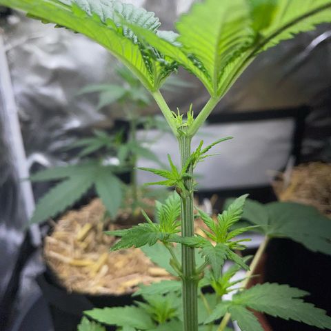Girl Scout Cookies Fem by KilliczGe growlog timeline photo