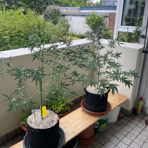 Late Outdoor season 25 - turned inside :D 1 AK48#2 auto  growlog timeline photo