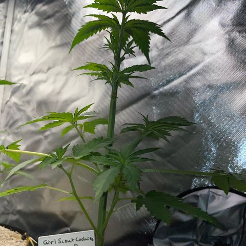 Girl Scout Cookies Fem by KilliczGe growlog timeline photo