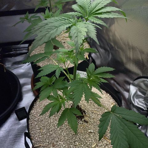 Girl Scout Cookies Fem by KilliczGe growlog timeline photo
