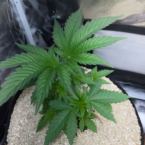 Cereal Milk Fem by KilliczGe growlog timeline photo