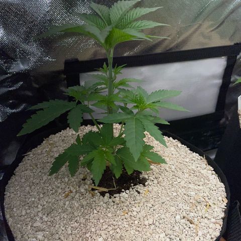 Cereal Milk Fem by KilliczGe growlog timeline photo