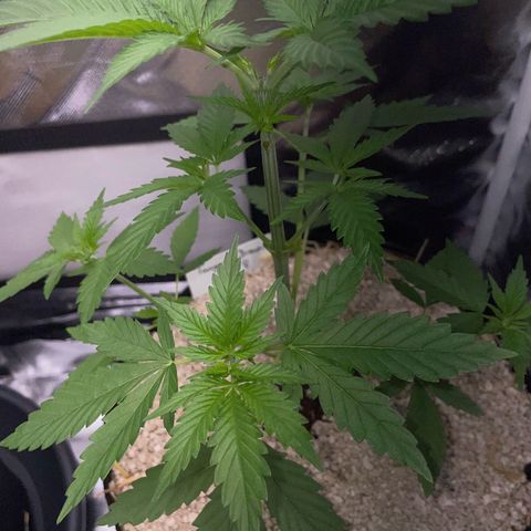Tangerine Dream Fem by KilliczGe growlog timeline photo