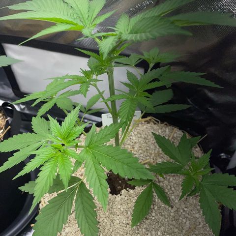 Tangerine Dream Fem by KilliczGe growlog timeline photo