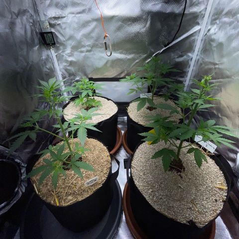 Girl Scout Cookies Fem by KilliczGe growlog timeline photo