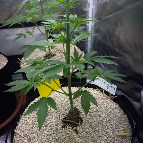 Girl Scout Cookies Fem by KilliczGe growlog timeline photo