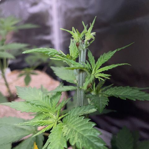 Girl Scout Cookies Fem by KilliczGe growlog timeline photo