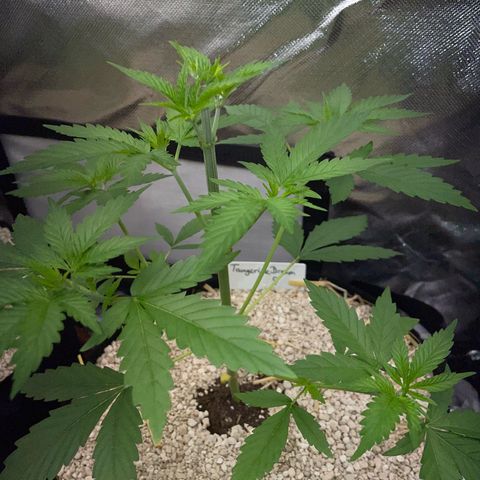 Tangerine Dream Fem by KilliczGe growlog timeline photo
