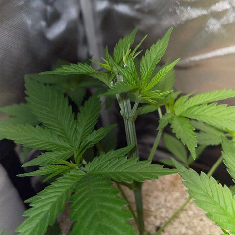 Tangerine Dream Fem by KilliczGe growlog timeline photo