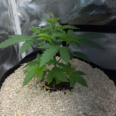 Cereal Milk Fem by KilliczGe growlog timeline photo