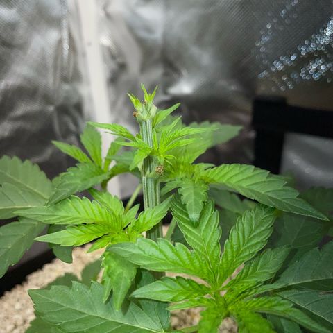 Cereal Milk Fem by KilliczGe growlog timeline photo
