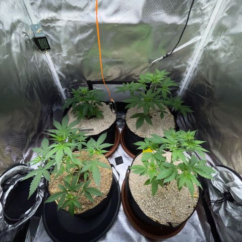 Girl Scout Cookies Fem by KilliczGe growlog timeline photo