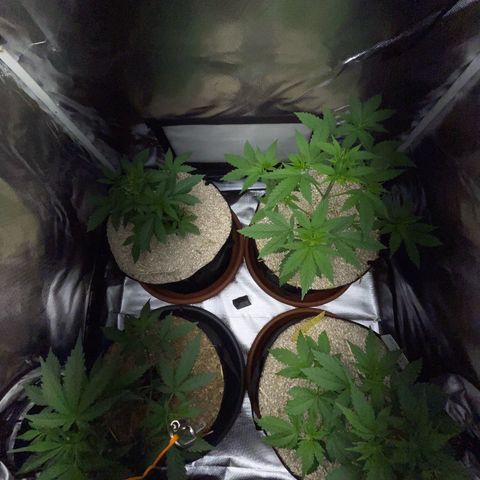 Girl Scout Cookies Fem by KilliczGe growlog timeline photo