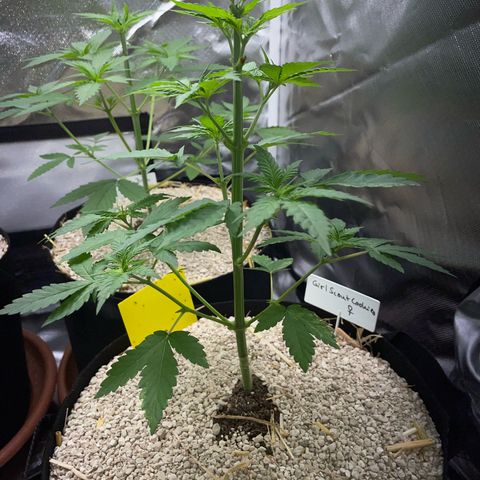 Girl Scout Cookies Fem by KilliczGe growlog timeline photo