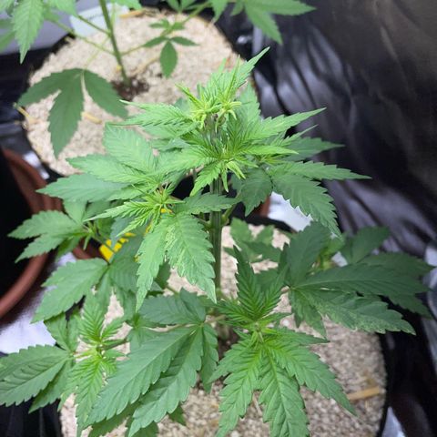 Girl Scout Cookies Fem by KilliczGe growlog timeline photo