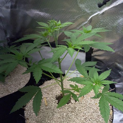 Tangerine Dream Fem by KilliczGe growlog timeline photo