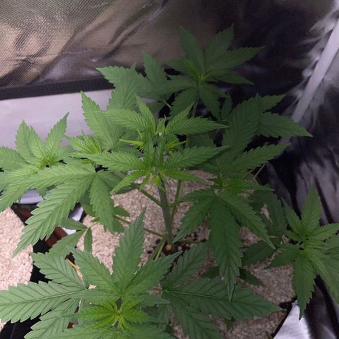 Tangerine Dream Fem by KilliczGe growlog timeline photo