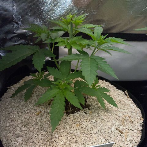 Cereal Milk Fem by KilliczGe growlog timeline photo