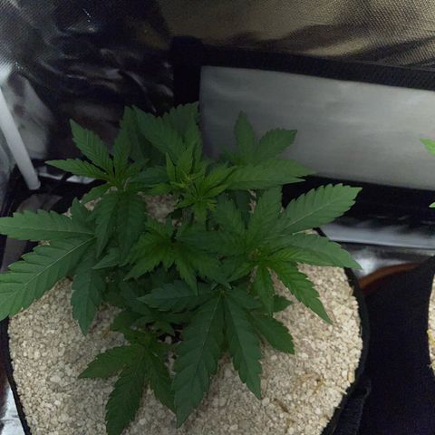 Cereal Milk Fem by KilliczGe growlog timeline photo