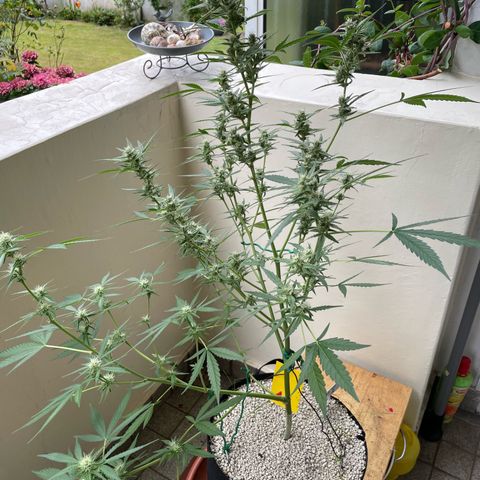 Late Outdoor season 25 - turned inside :D 1 AK48#2 auto  growlog timeline photo