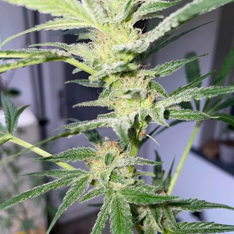 Late Outdoor season 25 - turned inside :D 1 AK48#2 auto  growlog timeline photo