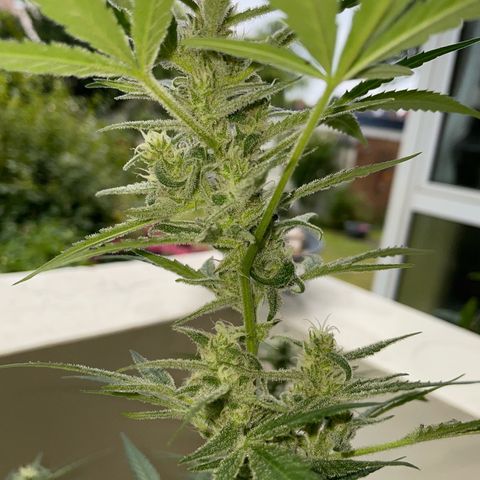 Late Outdoor season 25 - turned inside :D 1 AK48#2 auto  growlog timeline photo
