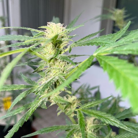 Late Outdoor season 25 - turned inside :D 1 AK48#2 auto  growlog timeline photo