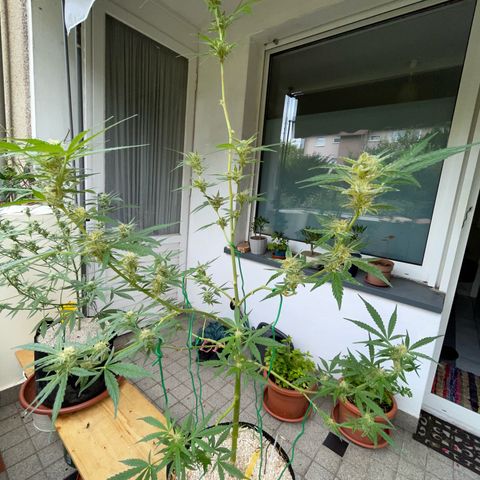 Late Outdoor season 25 - turned inside :D 1 AK48#2 auto  growlog timeline photo