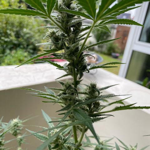 Late Outdoor season 25 - turned inside :D 1 AK48#2 auto  growlog timeline photo