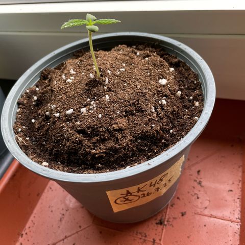 Late Outdoor season 25 - turned inside :D 1 AK48#2 auto  growlog timeline photo