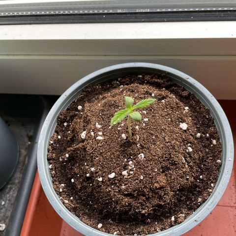 Late Outdoor season 25 - turned inside :D 1 AK48#2 auto  growlog timeline photo