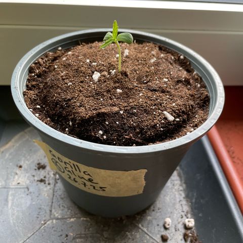 Late Outdoor season 25 - turned inside :D 1 AK48#2 auto  growlog timeline photo