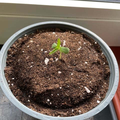 Late Outdoor season 25 - turned inside :D 1 AK48#2 auto  growlog timeline photo