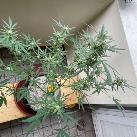 Late Outdoor season 25 - turned inside :D 1 AK48#2 auto  growlog timeline photo